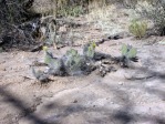 Opuntia trichophora, Bandelier National Monument, with ponderosa pines, NM, Beth Boyd