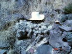 O. trichophora, on basalt rocks, north of Espanola, NM