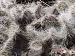 O. trichophora, on basalt rocks, north of Espanola, NM