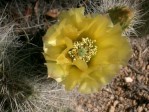 Opuntia trichophora, Santa Fe National Forest, NM