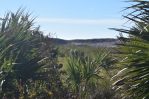 Opuntia tunoidea, Edisto Beach, SC