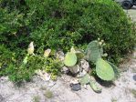 Opuntia tunoidea, Edisto Beach, SC