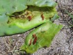 Opuntia tunoidea, with Cactoblastis cactorum damage