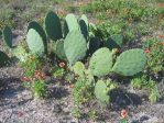 Opuntia tunoidea, Edisto Beach, SC