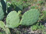 Opuntia tunoidea, Edisto Beach, SC