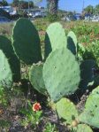 Opuntia tunoidea, Edisto Beach, SC