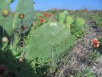 Opuntia tunoidea