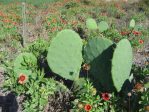 Opuntia tunoidea