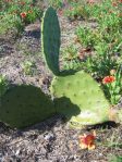 Opuntia tunoidea