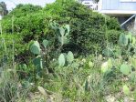 Opuntia tunoidea, Edisto Beach, SC