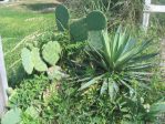 Opuntia tunoidea, Edisto Beach, SC