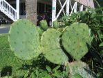 Opuntia tunoidea, Edisto Beach, SC