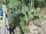 Opuntia tunoidea, Edisto Beach, SC