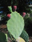 Opuntia tunoidea, fruit