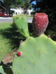 Opuntia tunoidea, fruit