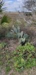 Opuntia tunoidea, Folly Beach, SC, Cheri Labelle