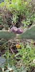 Opuntia tunoidea, Folly Beach, SC, Cheri Labelle