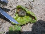 Opuntia tunoideae, with Cactoblastis cactorum damage