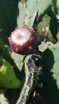 Opuntia tunoidea, garden plant, SC, Charles Ferguson