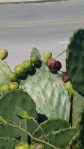 Opuntia tunoidea, garden plant, SC, Charles Ferguson