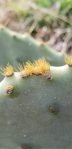 Opuntia tunoidea, Folly Beach, SC, Cheri Labelle Weaver