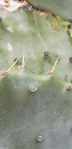 Opuntia tunoidea, Folly Beach, SC, Cheri Labelle Weaver