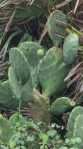 Opuntia tunoidea, Folly Beach, SC, Cheri Labelle Weaver