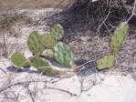 Opuntia turbinata, in habitat, FL