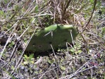 Opuntia turbinata, FL