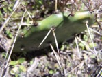 Opuntia turbinata, FL