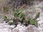 Opuntia turbinata, FL