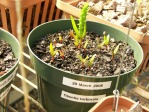 Opuntia turbinata, seedlings