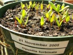 Opuntia turbinata, seedlings