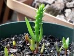 Opuntia turbinata, seedlings