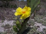 Opuntia turbinata, flower, in habitat