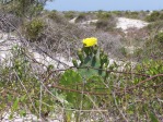 Opuntia turbinata, flower, in habitat