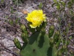 Opuntia turbinata, flower, in habitat