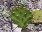 Opuntia turbinata, in habitat, FL