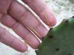 Opuntia turbinata, in habitat, FL