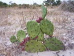 Opuntia turbinata, fruit