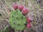 Opuntia turbinata, fruit