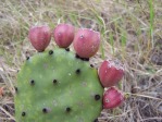 Opuntia turbinata, fruit