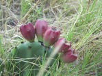 Opuntia turbinata, fruit