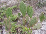 Opuntia turbinata, upright stems