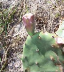 Opuntia turbinata, abortive fruit