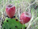 Opuntia turbinata, fruit