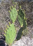 Opuntia turbinata, upright stem