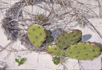 Opuntia turbinata, in habitat