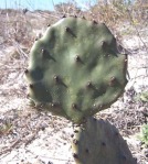 Opuntia turbinata, in habitat