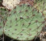 Opuntia aff engelmannii, Tremontina, NM